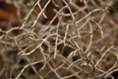 DSC5384