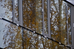 DSC5388a