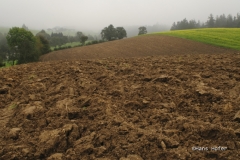 DSC5453