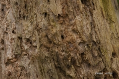 DSC5431