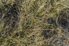 DSCN7057