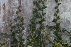 lsIMG_7139