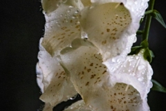 DSC1977