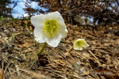 DSCN6730