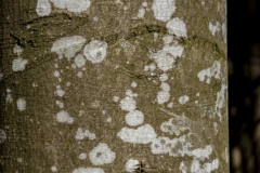 DSC1113