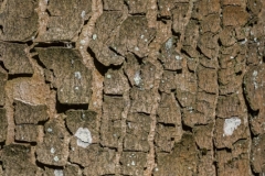 DSC1124