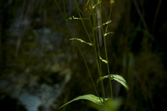 DSC4304