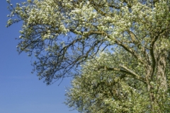 DSC4237